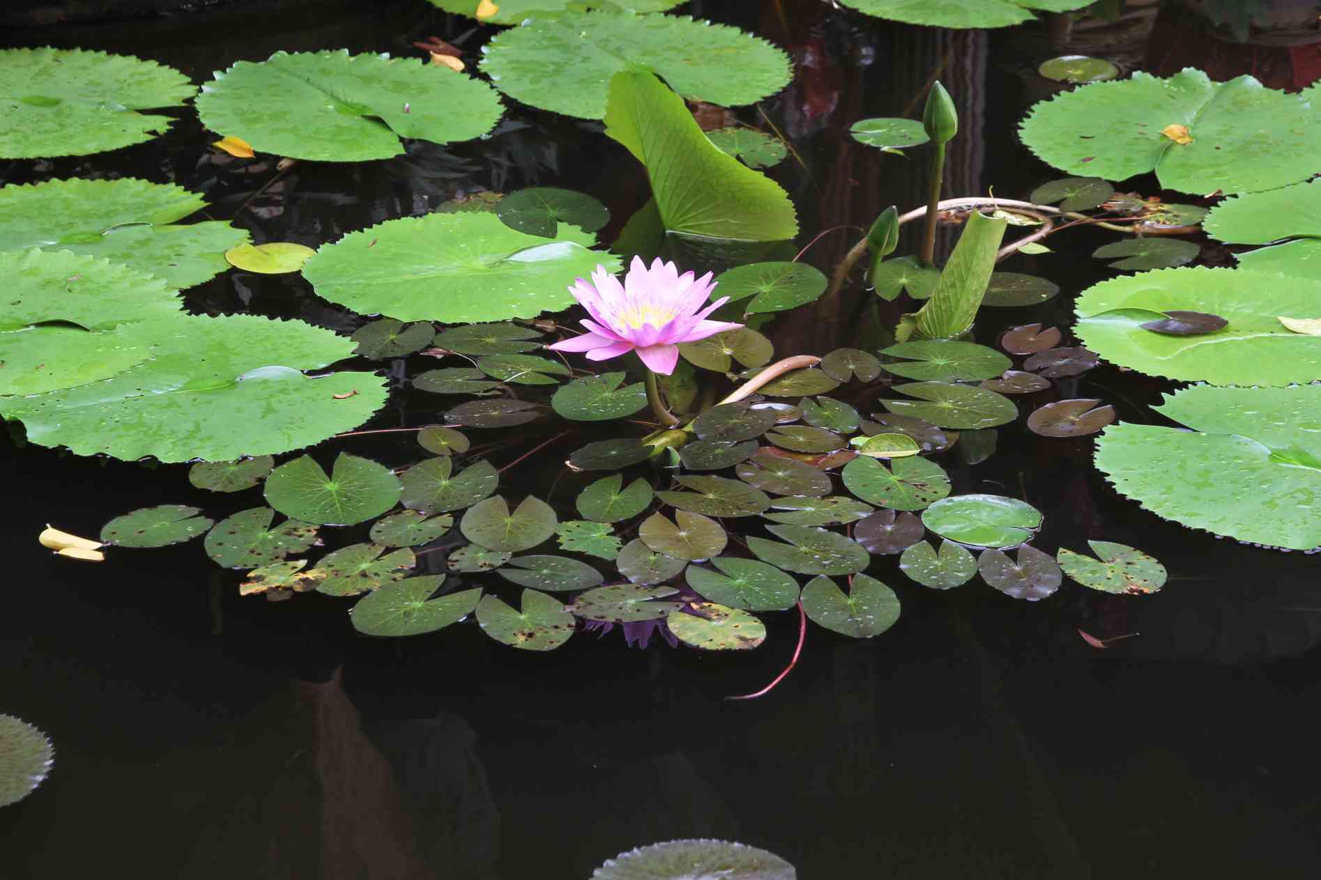 offene Blüte einer Lotosblume in einem Teich