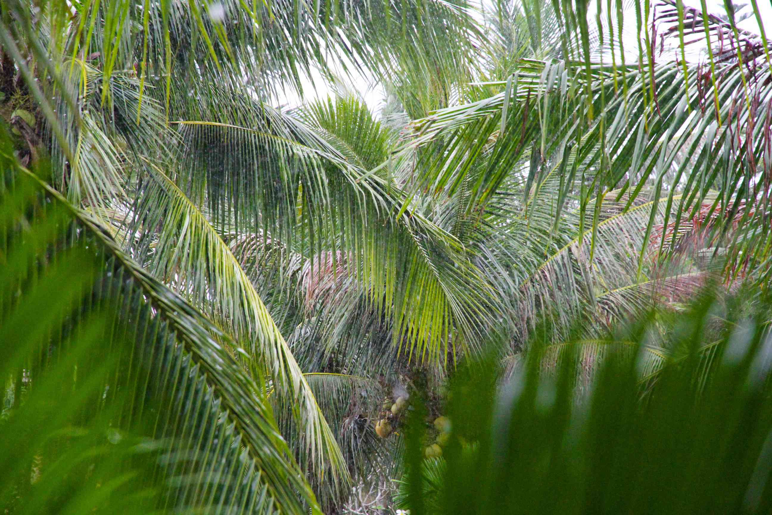 Regenwetter in der Hotelanlage von Hội An